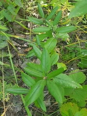 Rhododendron dauricum