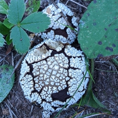 Lycoperdon marginatum