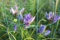 Gentiana puberulenta