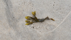 Fucus vesiculosus