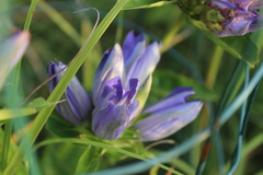 Gentiana puberulenta