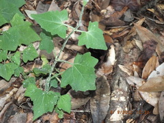 Mikania cordifolia