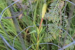 Lilium philadelphicum