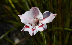 Gladiolus variegatus