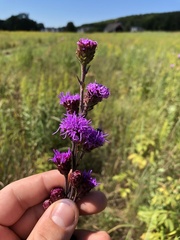 Liatris ligulistylis