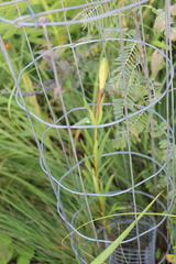 Lilium philadelphicum