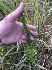 Liatris ligulistylis