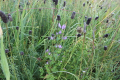 Gentianella quinquefolia