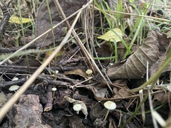 Mycena