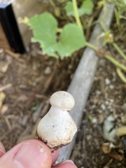 Cyathus olla