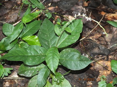 Petiveria alliacea