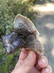 Hydnellum suaveolens