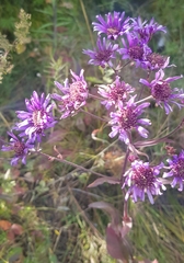 Aster tataricus
