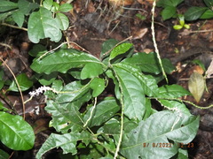 Petiveria alliacea