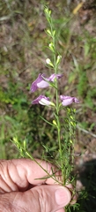 Agalinis heterophylla