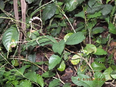 Petiveria alliacea