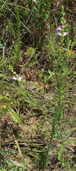 Agalinis heterophylla
