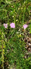 Agalinis heterophylla