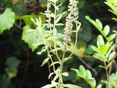 Teucrium canadense