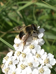 Eristalis anthophorina
