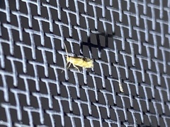 Bucculatrix coronatella