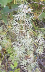 Artemisia sericea