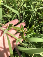 Agastache foeniculum
