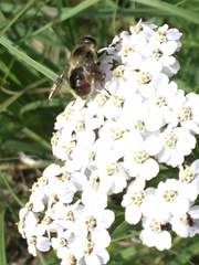 Eristalis anthophorina