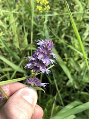 Agastache foeniculum