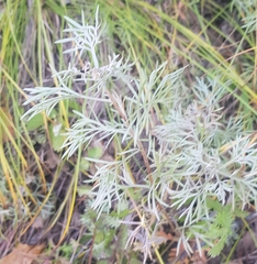 Artemisia sericea