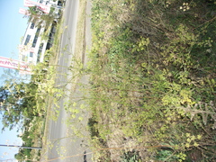 Pastinaca sativa urens