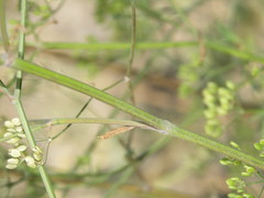 Pastinaca sativa urens