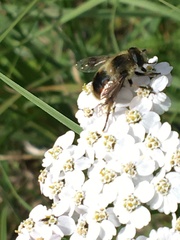 Eristalis anthophorina