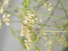 Pastinaca sativa urens