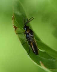 Schizocerella pilicornis