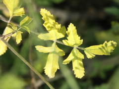 Pastinaca sativa urens