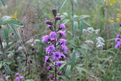Liatris scariosa