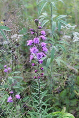 Liatris scariosa