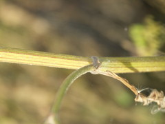 Pastinaca sativa urens