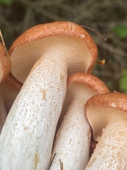 Suillus weaverae