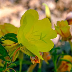 Oenothera villosa