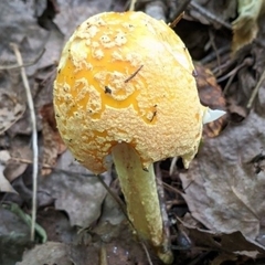 Amanita muscaria guessowii