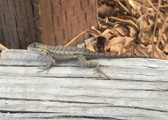 Sceloporus occidentalis