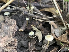 Mycena