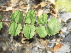Pastinaca sativa urens
