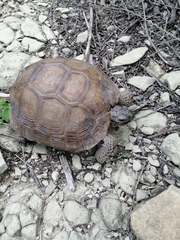 Gopherus berlandieri