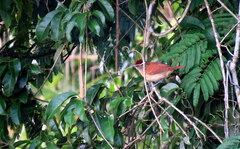 Thamnophilus doliatus