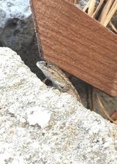 Sceloporus occidentalis