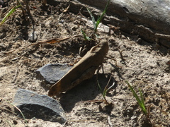 Dissosteira carolina