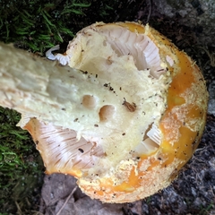 Amanita muscaria guessowii